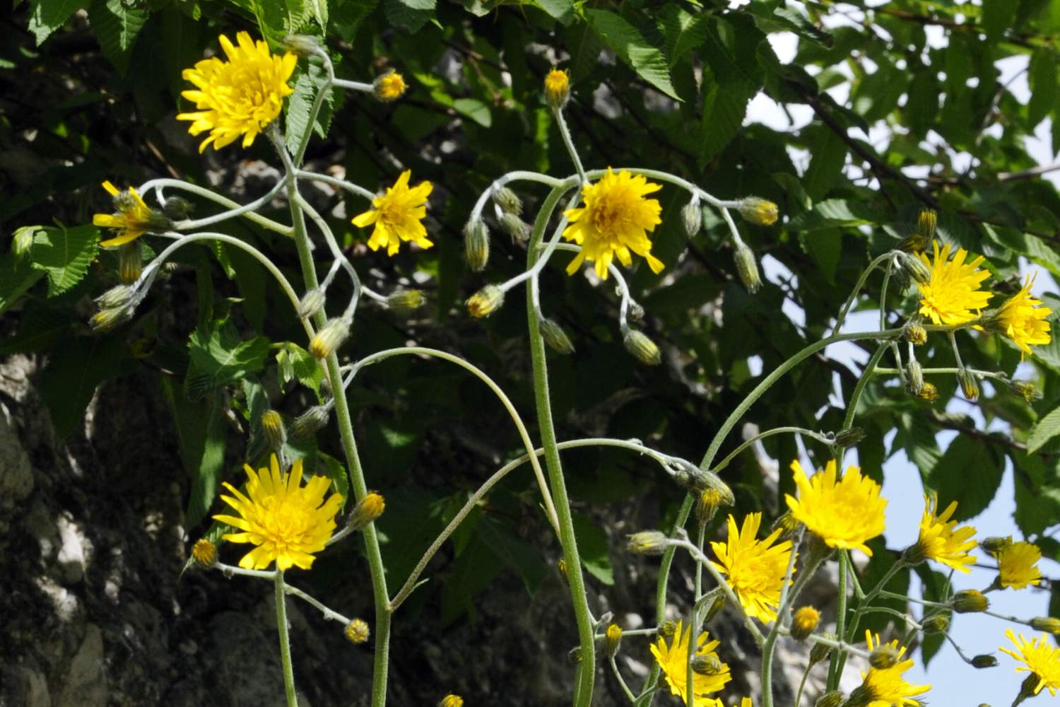 Fiore da identificare - Hieracium sp.